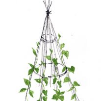 growing beans