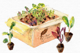 Box of veg plants