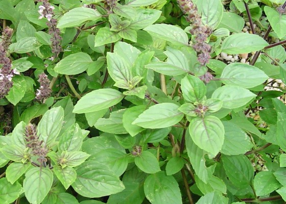 African Blue Basil