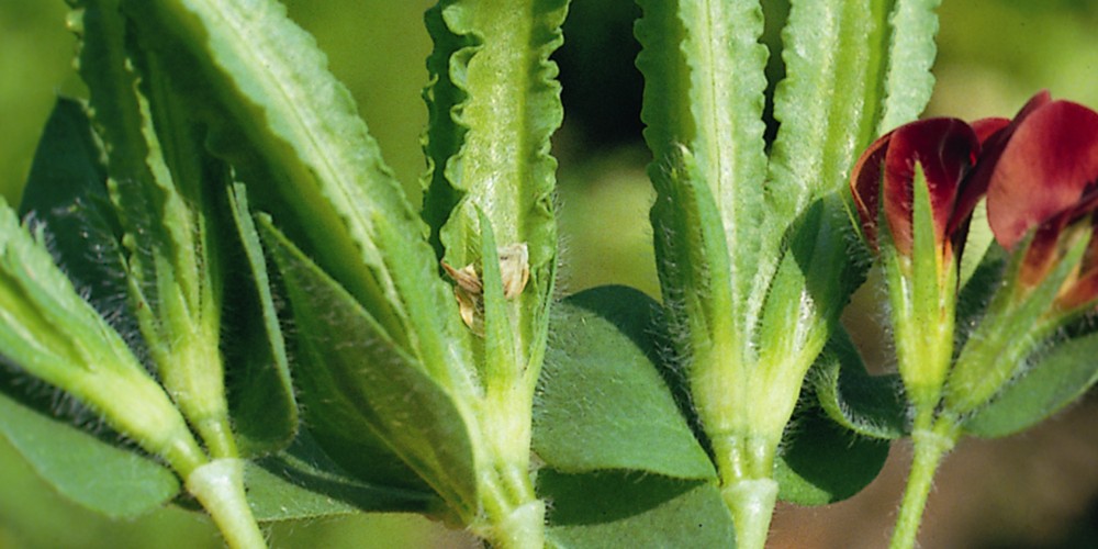 Asparagus Pea