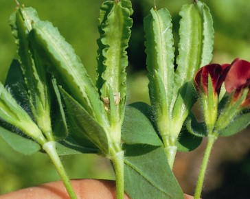 Asparagus Pea