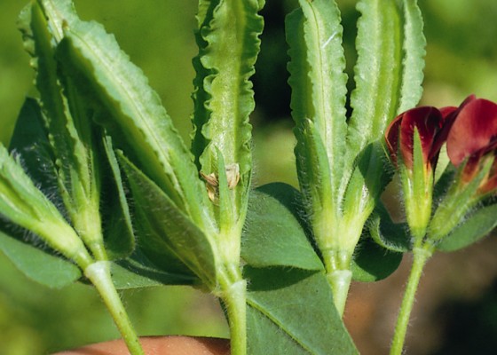 Asparagus Pea