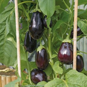 Aubergine