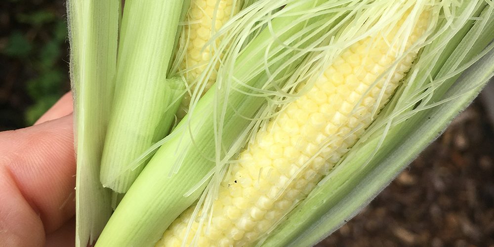 When to harvest baby sweetcorn 