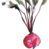 beetroot