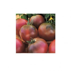 Black Russian Tomato