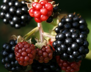 Blackberry