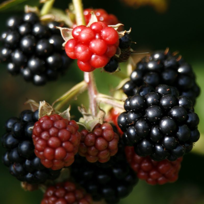 Blackberry