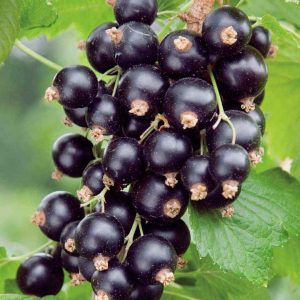 Blackcurrant Bush