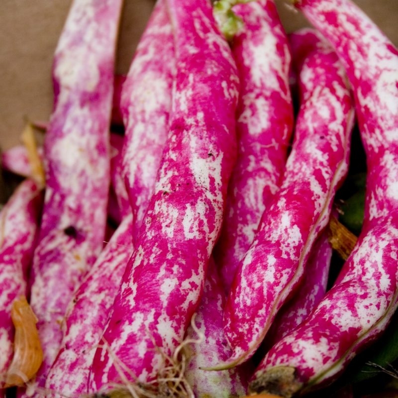 Borlotti Beans