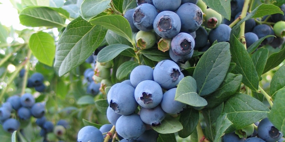 Brigitta Blueberry Plant