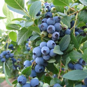 Brigitta Blueberry Plant