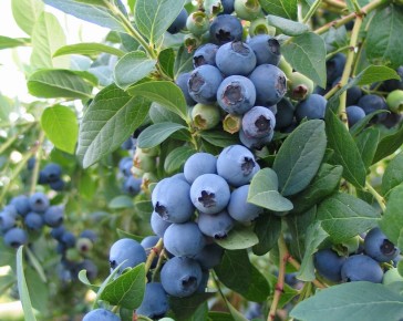 Brigitta Blueberry Plant