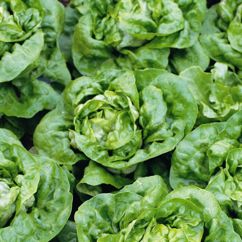 Buttercrunch Lettuce