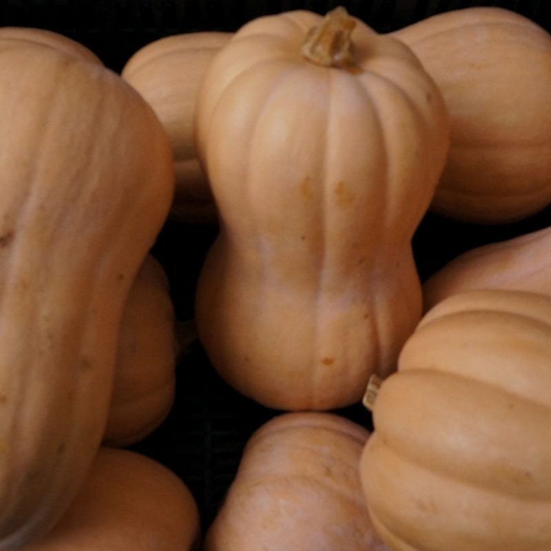 Butternut Squash