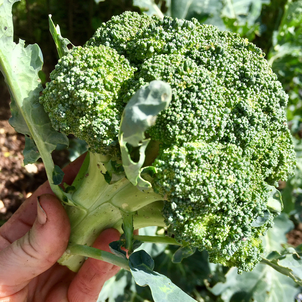 Autumn Veg Plants