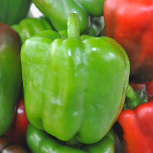 California Wonder Sweet Pepper