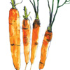 Carrots