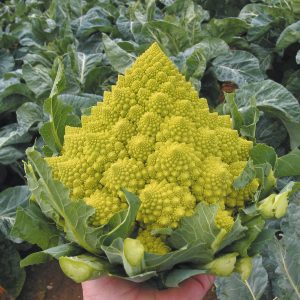 Cauliflower Romanesco