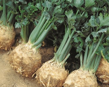 Celeriac