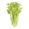 celery