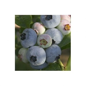 Chandler Blueberry Plant