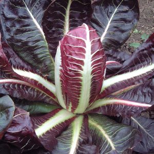 Chicory