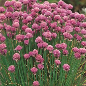 Chives