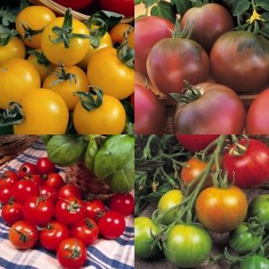 Colourful Tomato Collection
