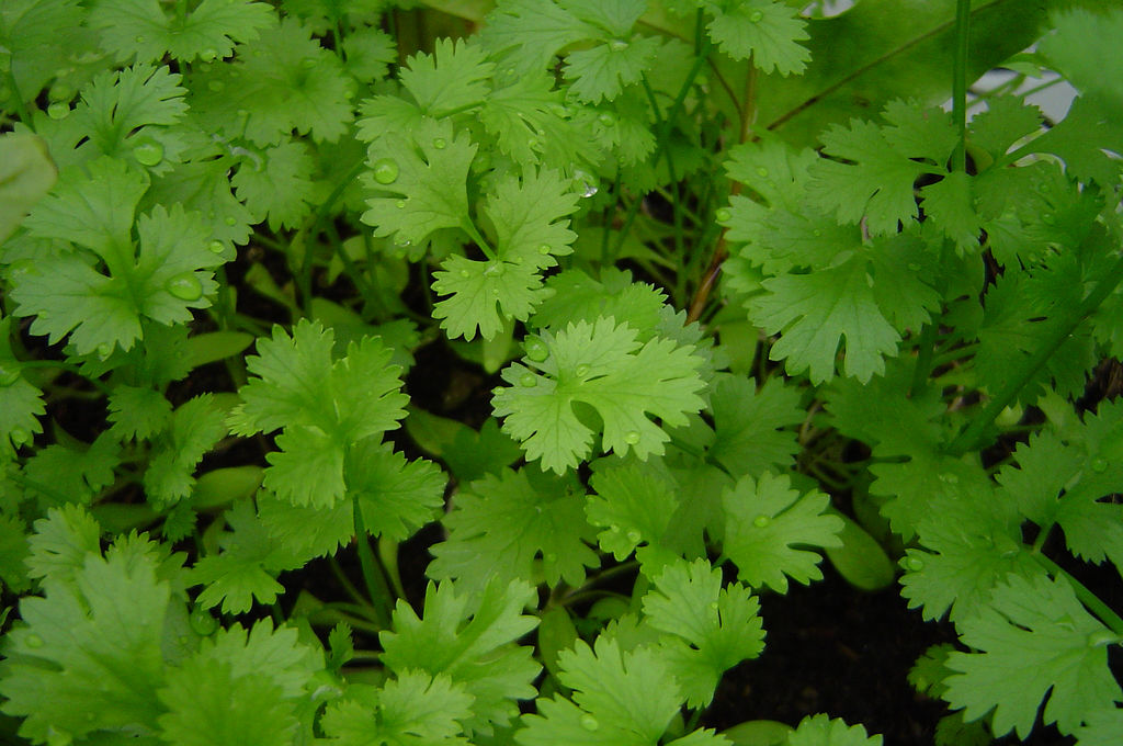 Coriander