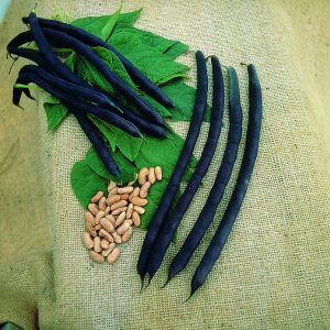 Cosse Violette French Climbing Bean