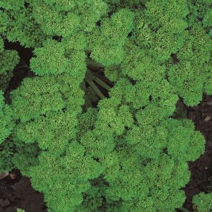 Curly Parsley