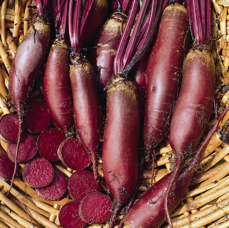 Cylindra Beetroot