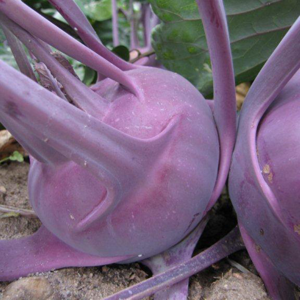 Delicacy Purple Kohl Rabi