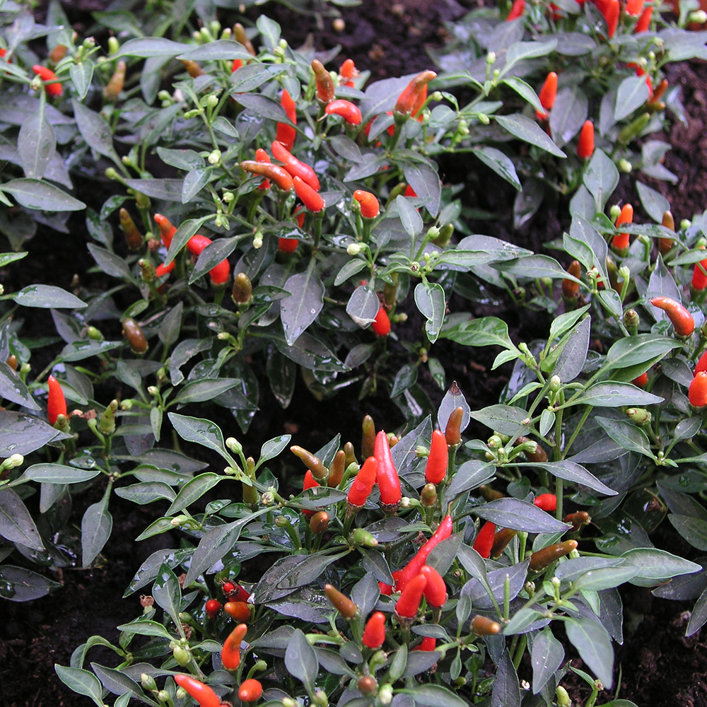 Chilli Pepper Demon Red