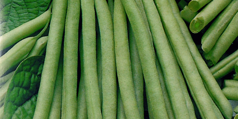 Dwarf French Green Bean