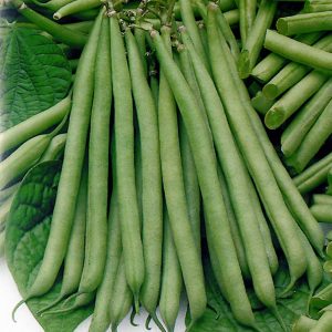 Dwarf French Green Bean