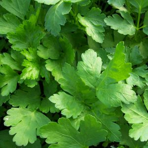 Flat Leaf Parsley