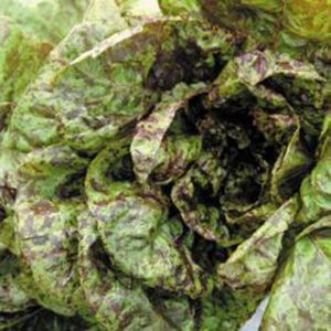 Freckles Lettuce