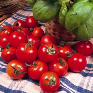 Gardeners Delight Tomato