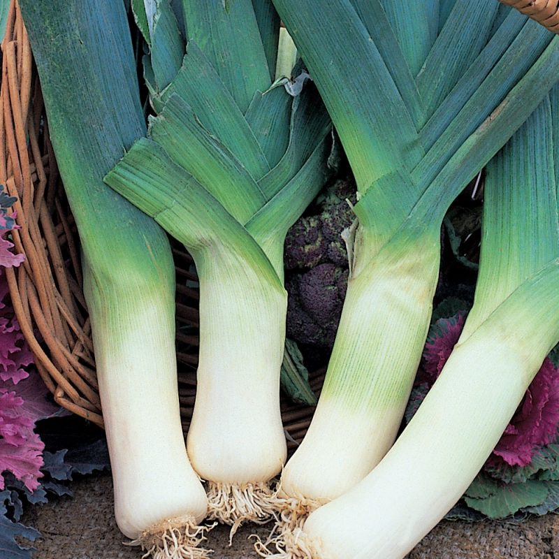 leeks