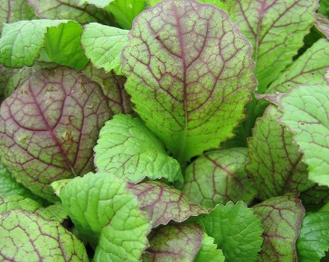 Giant Red Mustard