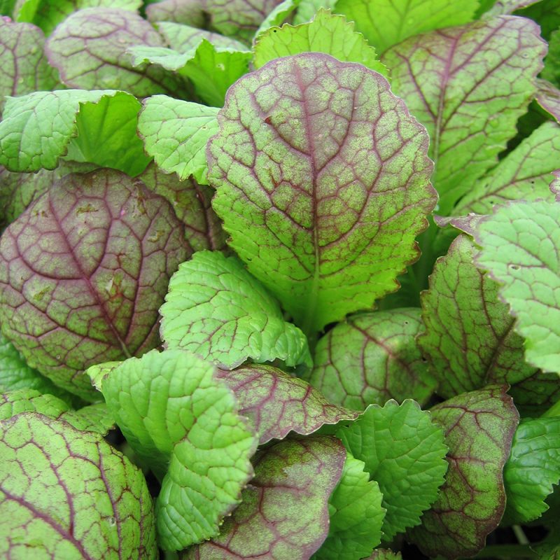 Giant Red Mustard