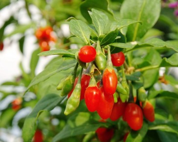 Goji Berry