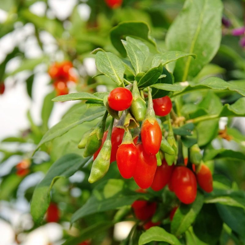 Goji Berry