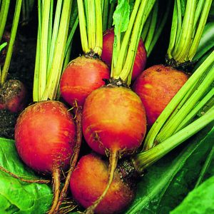 Golden Beetroot