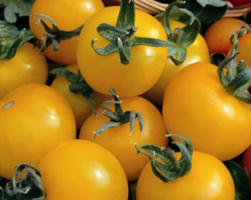 Golden Sunrise Tomato