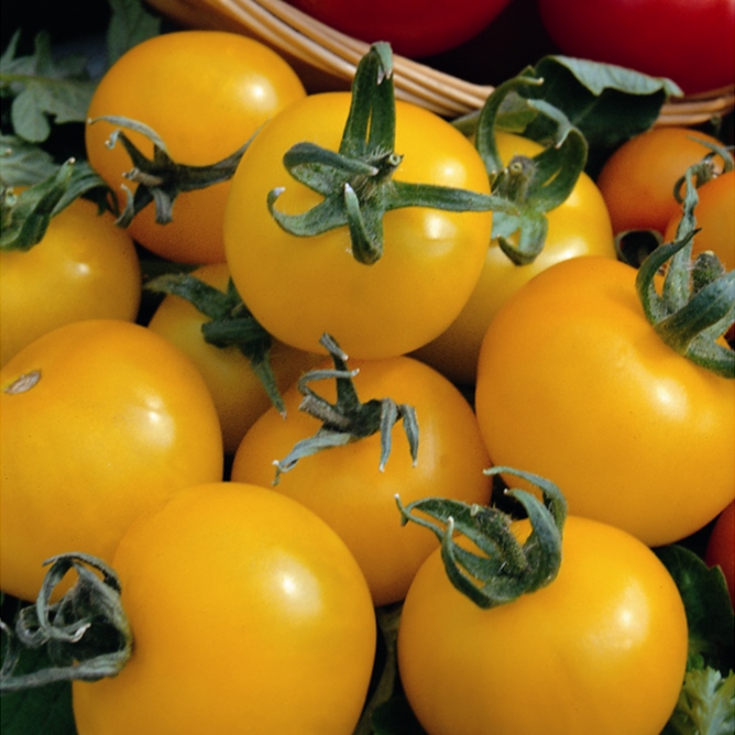 Golden Sunrise Tomato