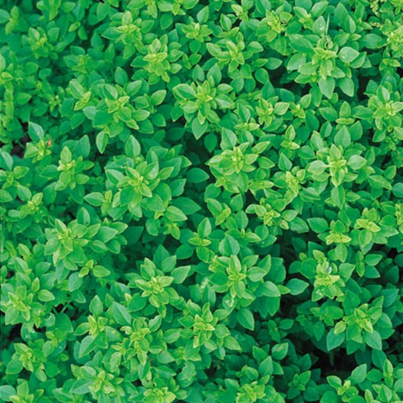 Greek Basil - Rocket Gardens