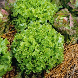 Green Salad Bowl Lettuce